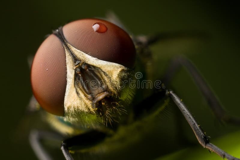 Flys Face Stock Photos - Free & Royalty-Free Stock Photos from Dreamstime