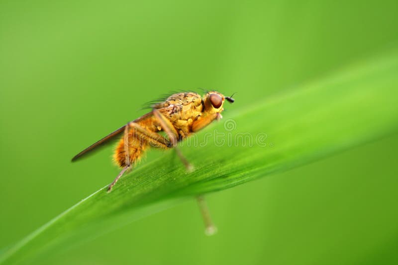 Fly - Scatophaga stercoraria