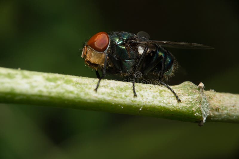 Fly sit on green stick royalty free stock image