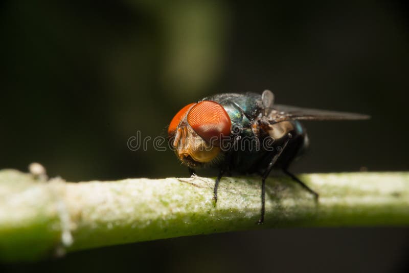 Fly sit on green stick stock photo