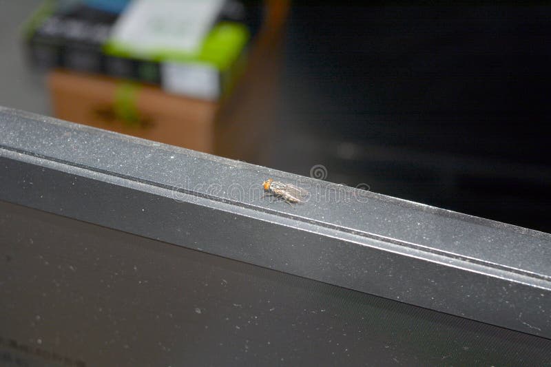 A fly sits on the edge of the computer screen, its tiny body resting lightly on the smooth surface. Its delicate wings flicker occasionally, catching the light, while its antennae twitch in response to the surrounding environment. The fly seems to pause, as if observing the activity on the screen, its black eyes reflecting the glow of the display. The quiet hum of its wings fills the air for a brief moment, and the fly remains motionless, balanced on the edge, almost as if it were part of the digital world before it.