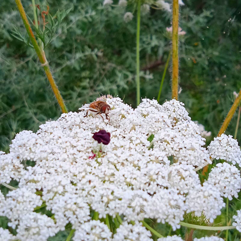 A Fly Sits on a Wild Carrot Plant. Stock Image Image of wildflower
