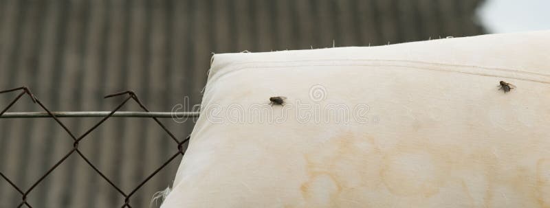 A Fly is Sitting on an Old Pillow Stock Image Image of dirty, house