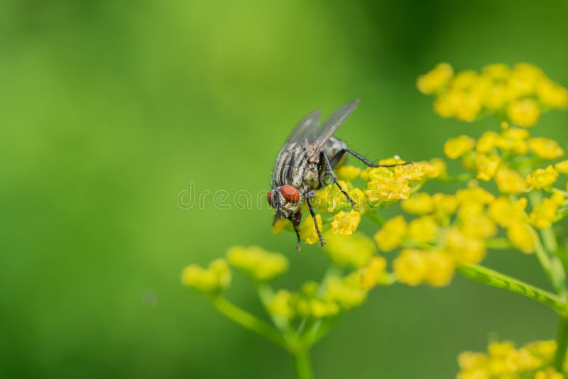 Fly Sitting on a Yellow Dill Flower Green Background Stock Image Image of natural, macro