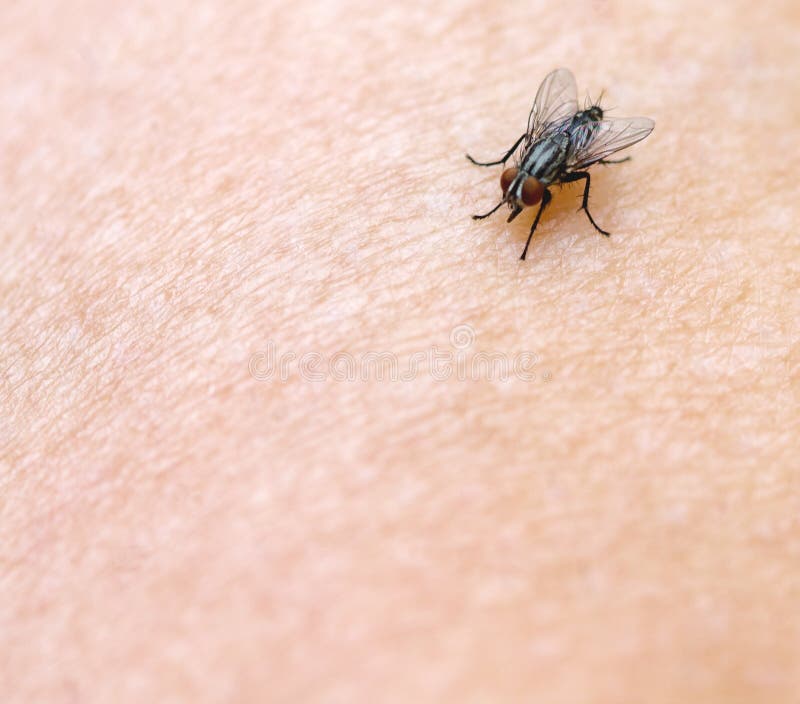 Fly on Skin