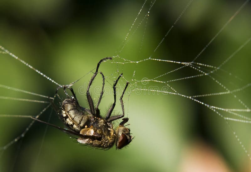 Fly in a spider trap. stock image. Image of little, killer 12616073