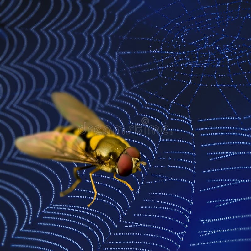 Fly in spider web stock photo. Image of intricacy, background - 14670364