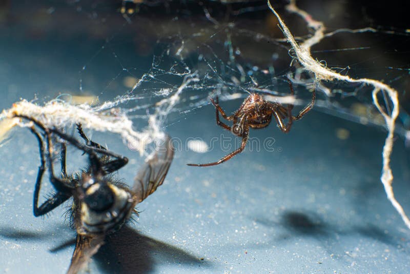 Fly Trapped in Spiders .. Stock Photo Image of green, spider