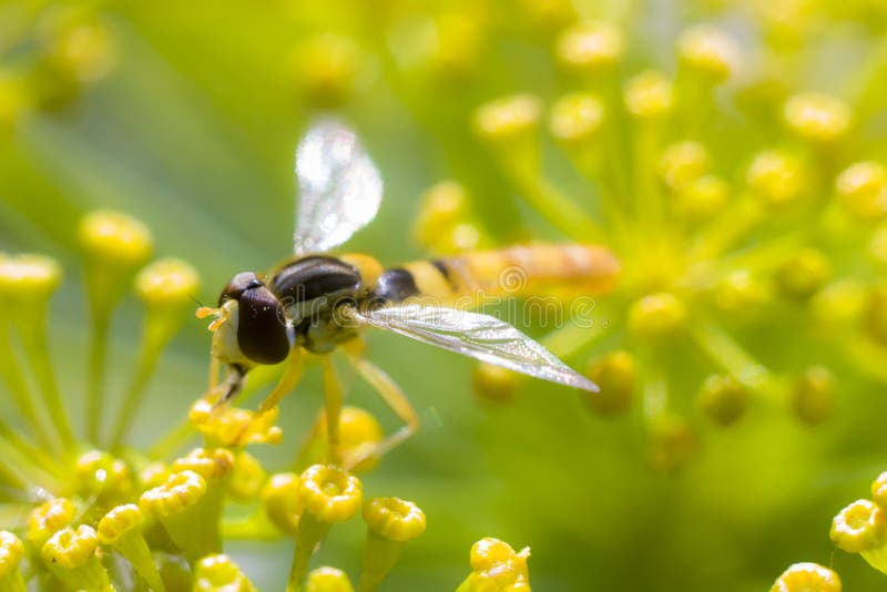 Dill with Wasp stock photo. Image of insect, pickling 100679398