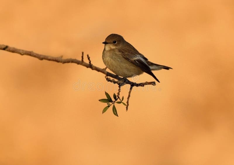 A flycatcher rests on a twig