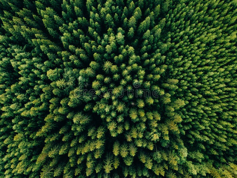 Flyg- bästa sikt av sommargräsplanträd i skog i lantliga Finland royaltyfri foto