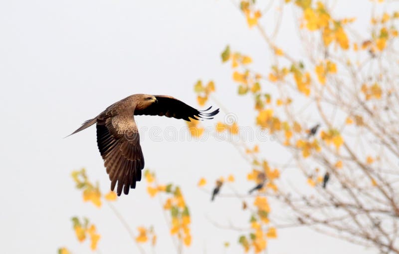 Download Flyg Eagle arkivfoto. Bild av spännvidd, fjädrar, härlig - 106830304