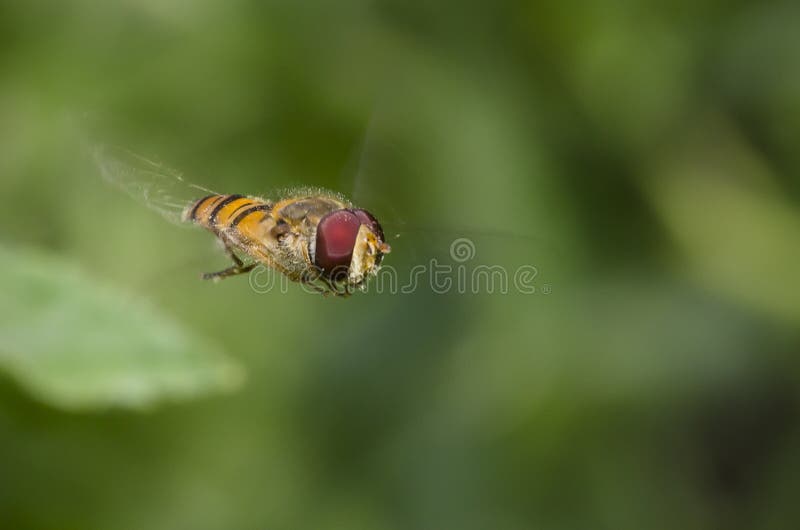 Flyg Hoverfly med suddiga vingar royaltyfri foto Flyg Hoverfly med suddiga vingar royaltyfri foto
