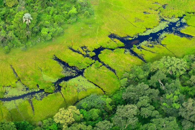 Flyg- landskap i den Okavango deltan, Botswana Sjöar och floder, sikt från flygplanet Grön vegetation i Sydafrika Träd med w