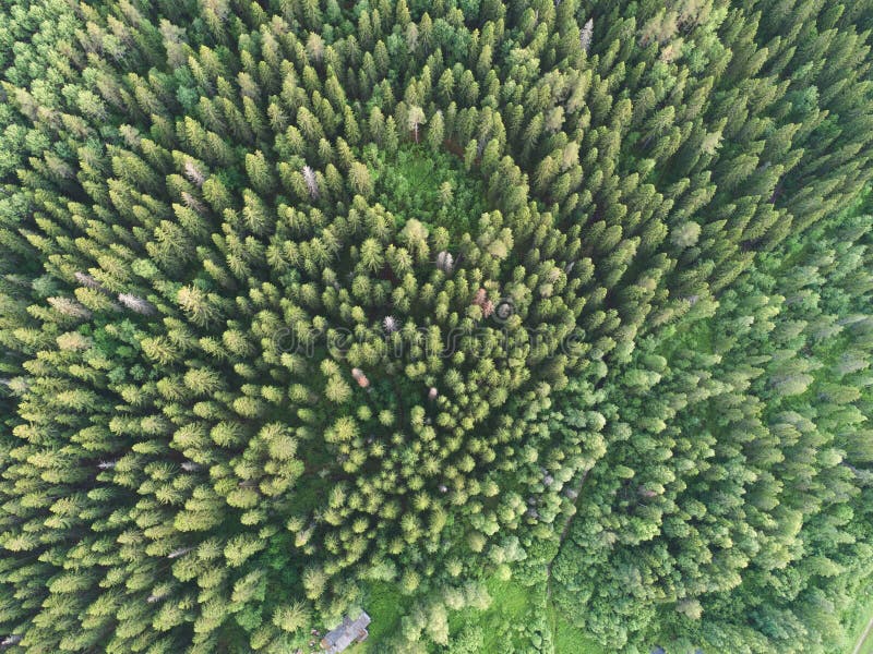 Flyg- sikt av den gröna boreala skogen som fylls med prydliga träd arkivbilder Flyg- sikt av den gröna boreala skogen som fylls med prydliga träd arkivbilder