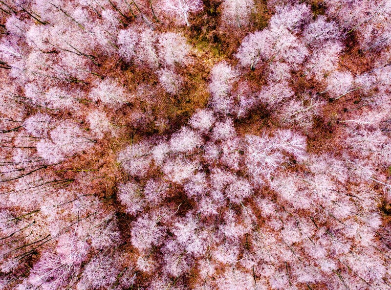 Flyg- sikt av skogen som fylls med utslagsplatser r arkivbild Flyg- sikt av skogen som fylls med utslagsplatser r arkivbild