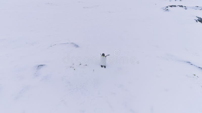 Flyg- sikt för ensam för konungpingvin för våg Antarktis för vinge