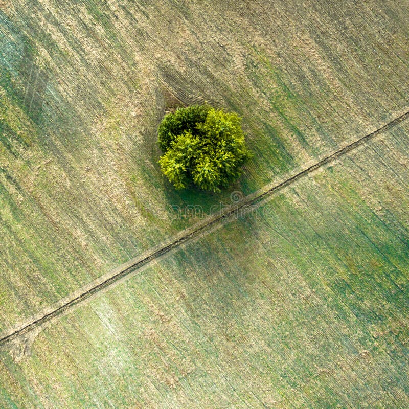 Flyg- sikt över jordbruks- fasade fält, den diagonala vägen och träd fotografering för bildbyråer Flyg- sikt över jordbruks- fasade fält, den diagonala vägen och träd fotografering för bildbyråer