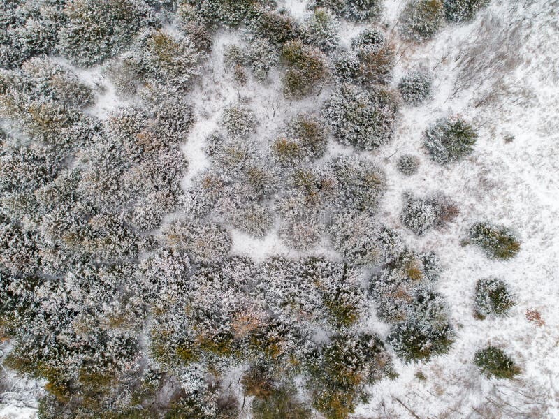 Flyg- surrsikt av cederträträd som täckas i snö arkivfoto Flyg- surrsikt av cederträträd som täckas i snö arkivfoto
