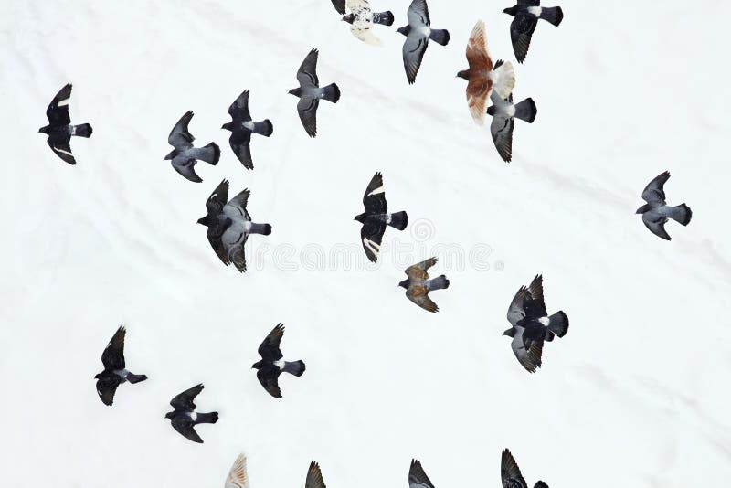 Flygduvor över snöbakgrunden royaltyfria foton Flygduvor över snöbakgrunden royaltyfria foton