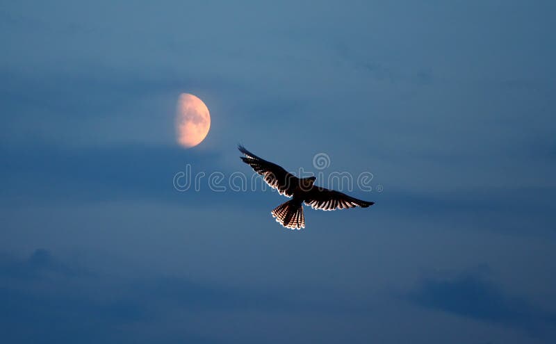 flygnatt royaltyfri foto
