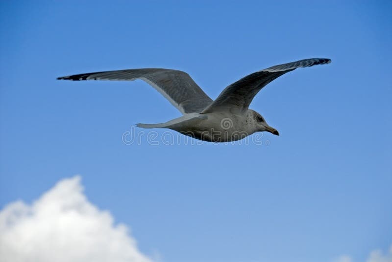 flygseagull royaltyfria foton flygseagull royaltyfria foton