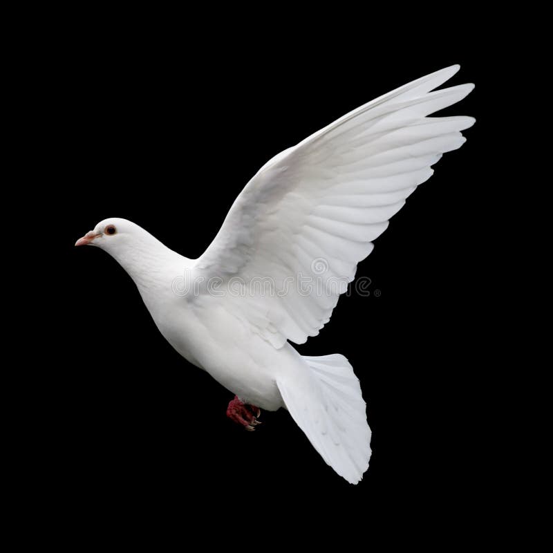 A free flying white dove isolated on a black background. A free flying white dove isolated on a black background.