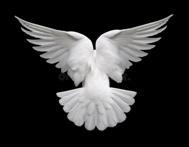 Back view of a free flying white dove isolated on a black background. Back view of a free flying white dove isolated on a black background.