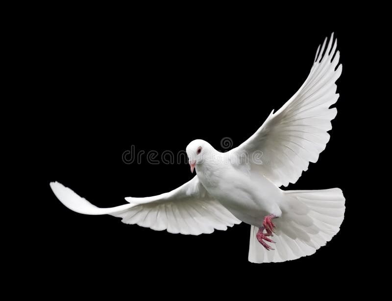 A free flying white dove isolated on a black background. A free flying white dove isolated on a black background.