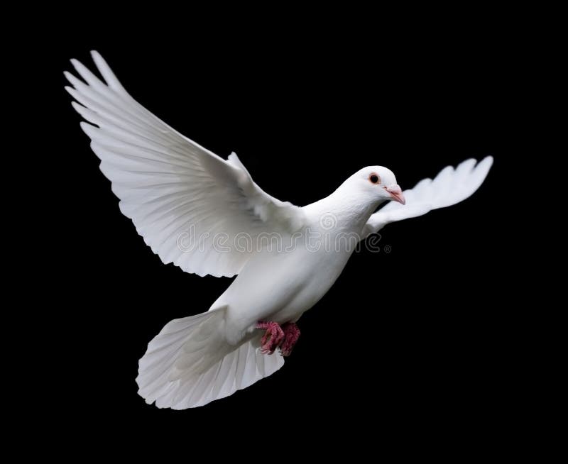 A free flying white dove isolated on a black background. A free flying white dove isolated on a black background.