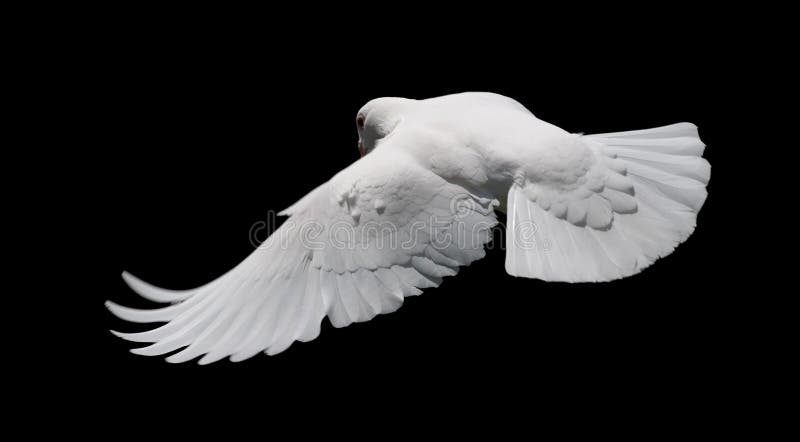 A free flying white dove isolated on a black background. A free flying white dove isolated on a black background.
