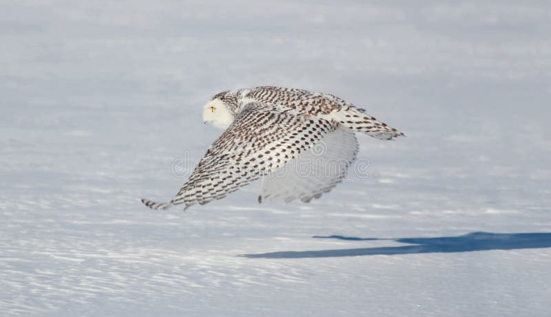 Flying stock image. Image of action, wildlife, nature - 37998115