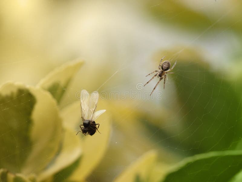 Flying ant in spider s web