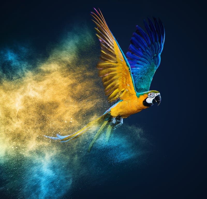 Flying Ara parrot over colourful powder explosion. Dynamic colour stock images, royalty-free photos and pictures