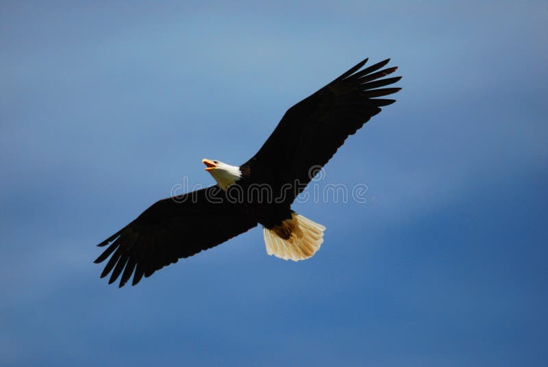 Calvo águila través de cancelar cielo azul.