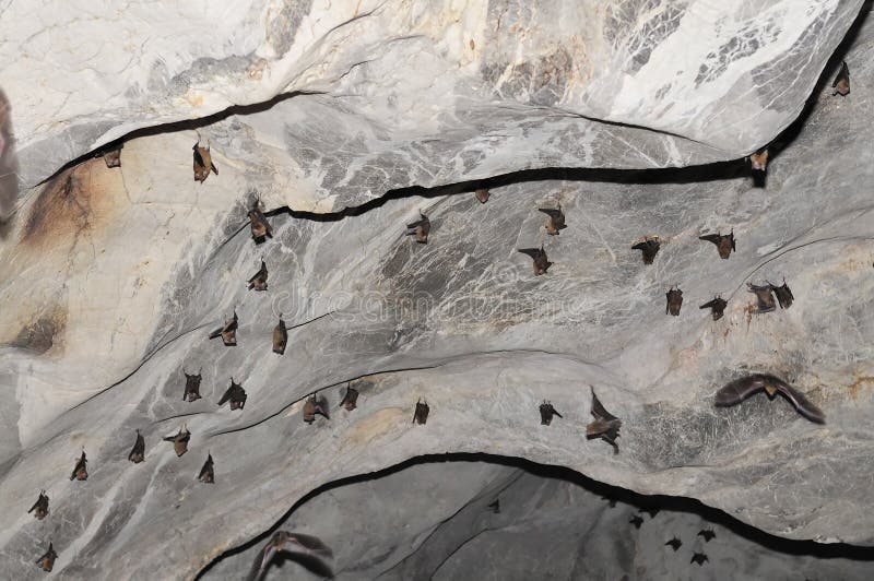 The bat flying speedy out of the cave Khao Chongpran. 12463791 Stock Photo  at Vecteezy