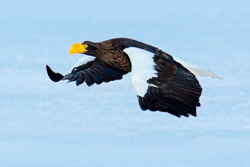 Flying beautiful eagle. Steller s sea eagle, Haliaeetus pelagicus, flying bird of prey, Hokkaido