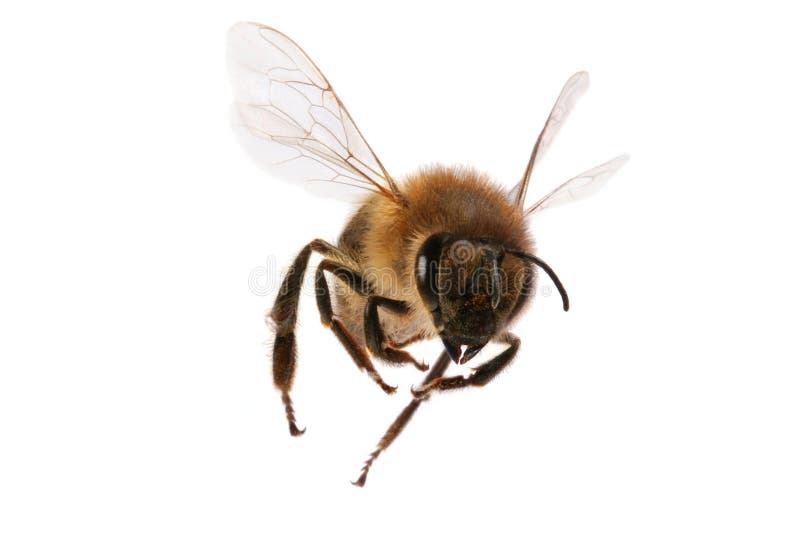 De volador miel de abeja aislado sobre fondo blanco.