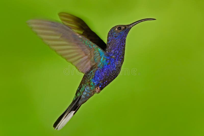 Flying big blue bird Violet Sabrewing with blurred green background. Hummingbird in fly. Flying hummingbird. Action wildlife scene from Costa Rica.