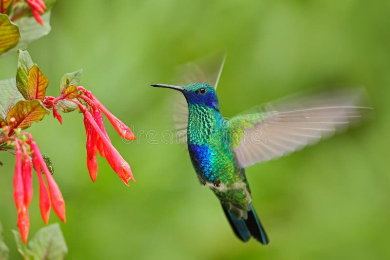 Download 8 649 Flying Bird Flower Photos Free Royalty Free Stock Photos From Dreamstime