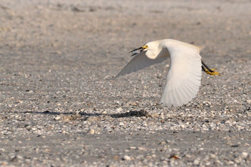 Flying bird with food stock image. Image of seacoast 33762283