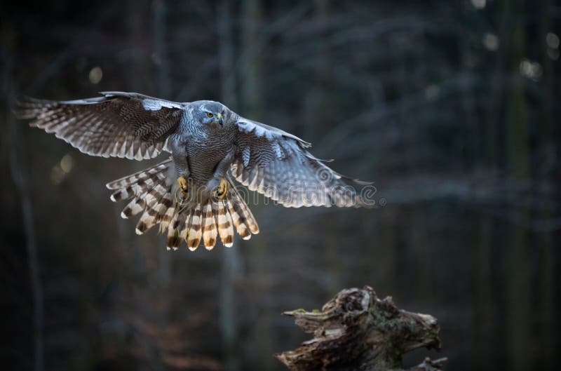 Flying bird Goshawk with blurred orange autumn tree forest