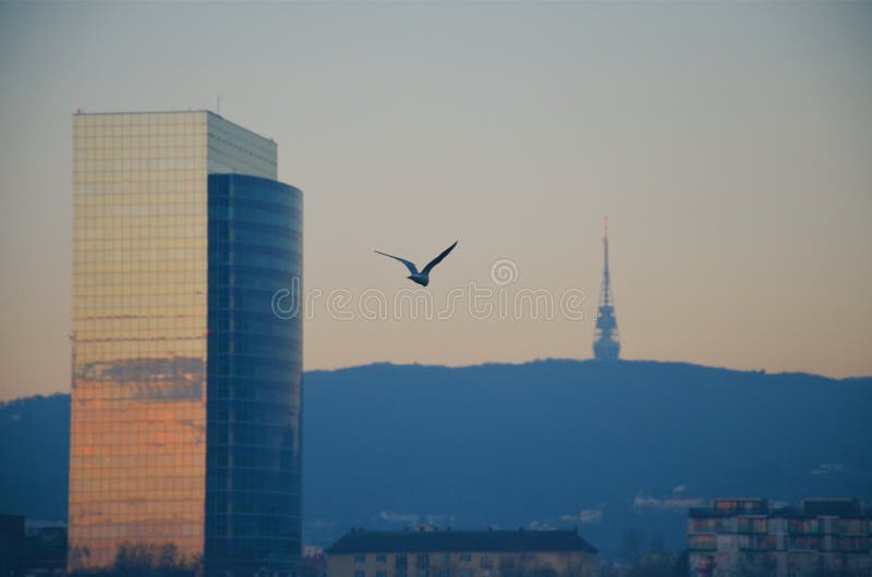 Flying bird, TV tower in Bratislava