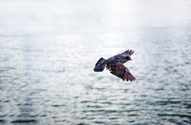 Flying bird on water sea with relax nature.
