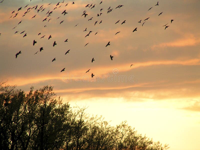 Flying birds