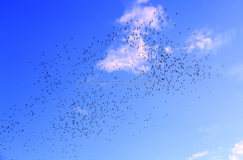 Flying Birds in Blue Sky Background,free Birds. Stock Image Image of