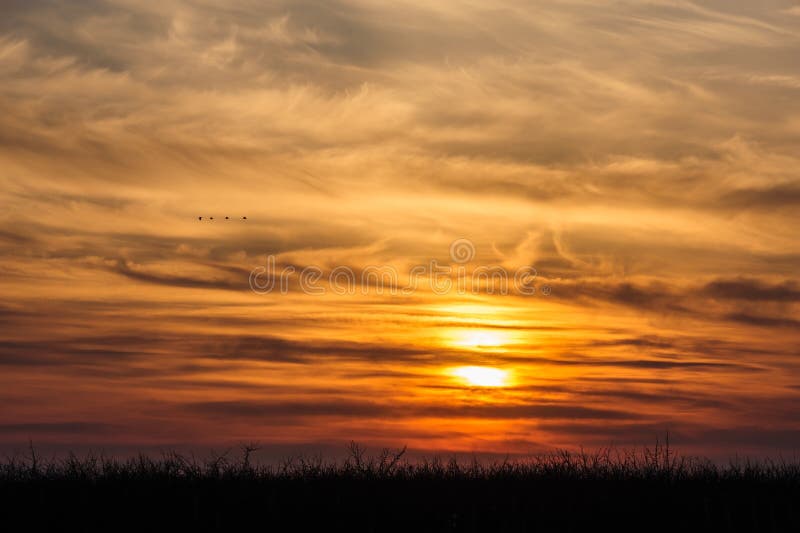 Flying birds on dramatic sunset background