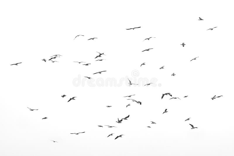 Flying birds, Isolated on white background