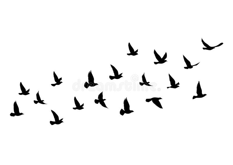 Flying Birds Silhouettes on White Background. Vector Illustration. Isolated Bird Flying Stock Vector - Illustration of flight, group: 206889202 Flying Birds Silhouettes on White Background. Vector Illustration. Isolated Bird Flying Stock Vector - Illustration of flight, group: 206889202