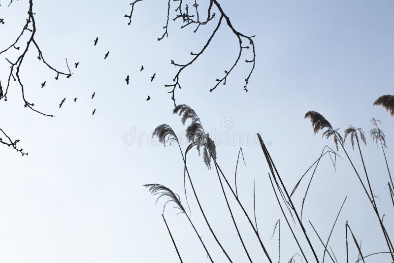 Flying black birds